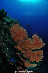 reefscape by Antonio Legnani 